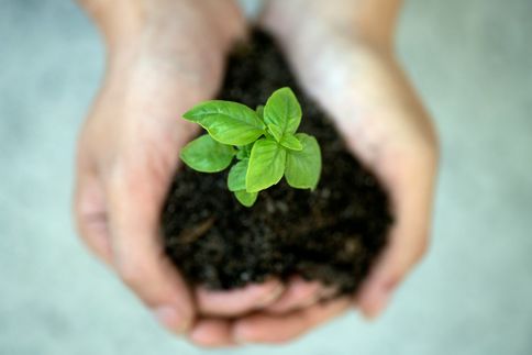 Jeune plante, symbole d’une croissance durable